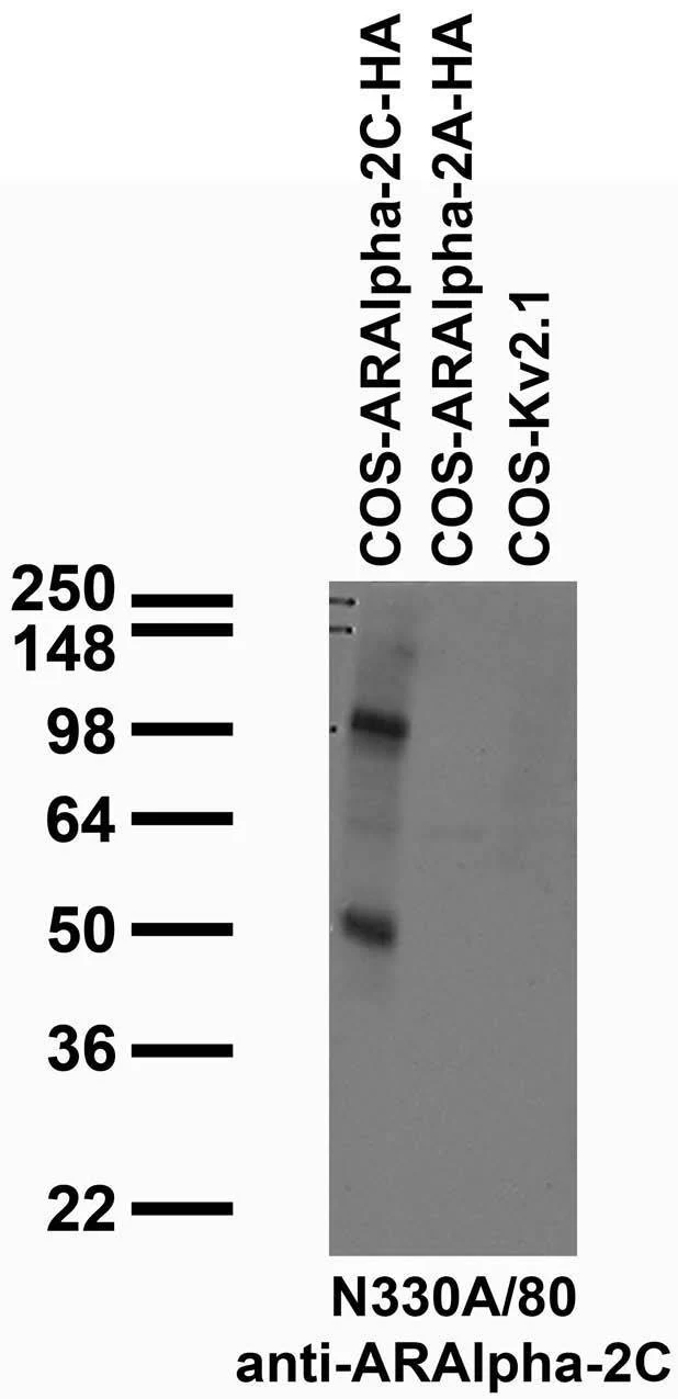 Anti-Alpha-2C Adrenergic Receptor Antibody