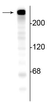 Anti-Alpha II Spectrin Antibody - Image 2