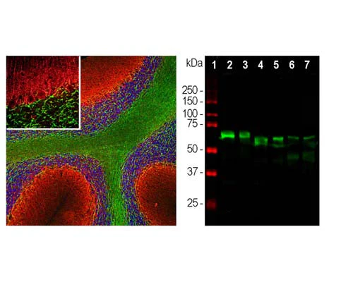 Anti-Alpha-internexin (Alpha-Inx) Antibody - Image 2