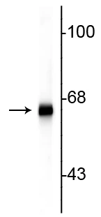Anti-Alpha Internexin/ NF-66 Antibody - Image 3