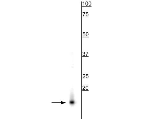Anti-Alpha Synuclein Antibody