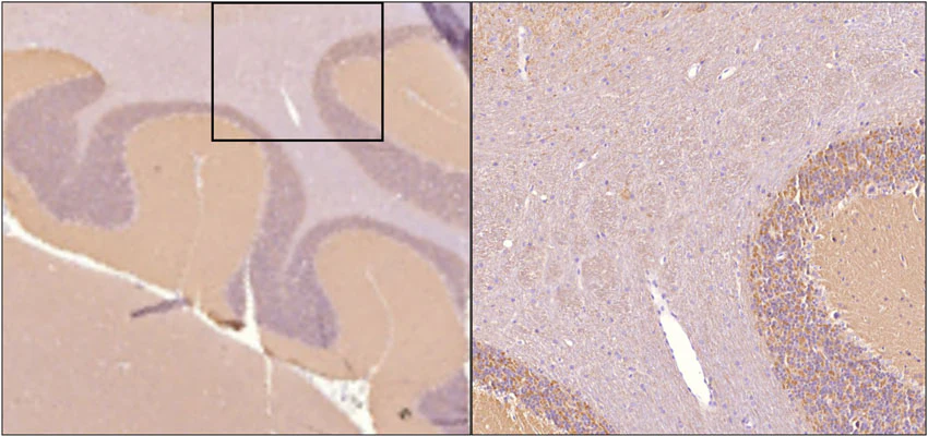 Anti-Alpha Synuclein Antibody