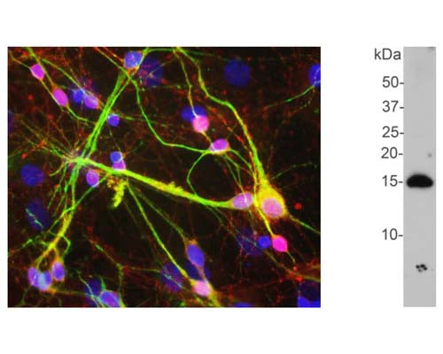 Anti-Alpha synuclein Antibody - Image 2