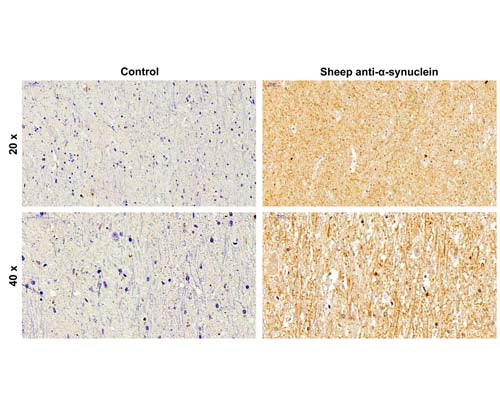 Anti-Alpha-synuclein Antibody - Image 2