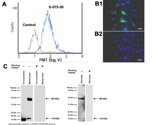 Anti-Alpha-synuclein Antibody - Image 4