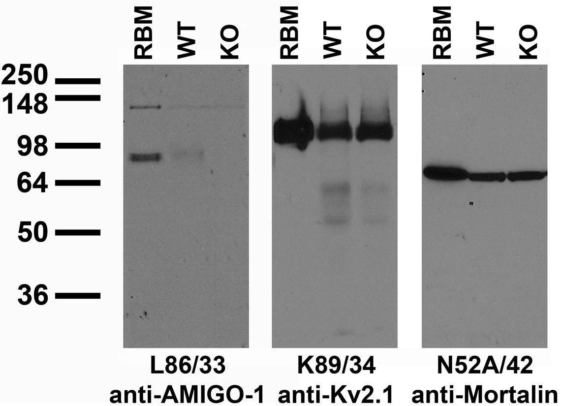 Anti-AMIGO-1 Antibody