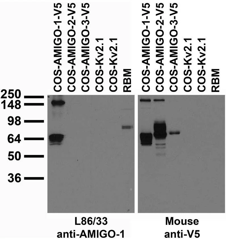 Anti-AMIGO-1 Antibody - Image 3