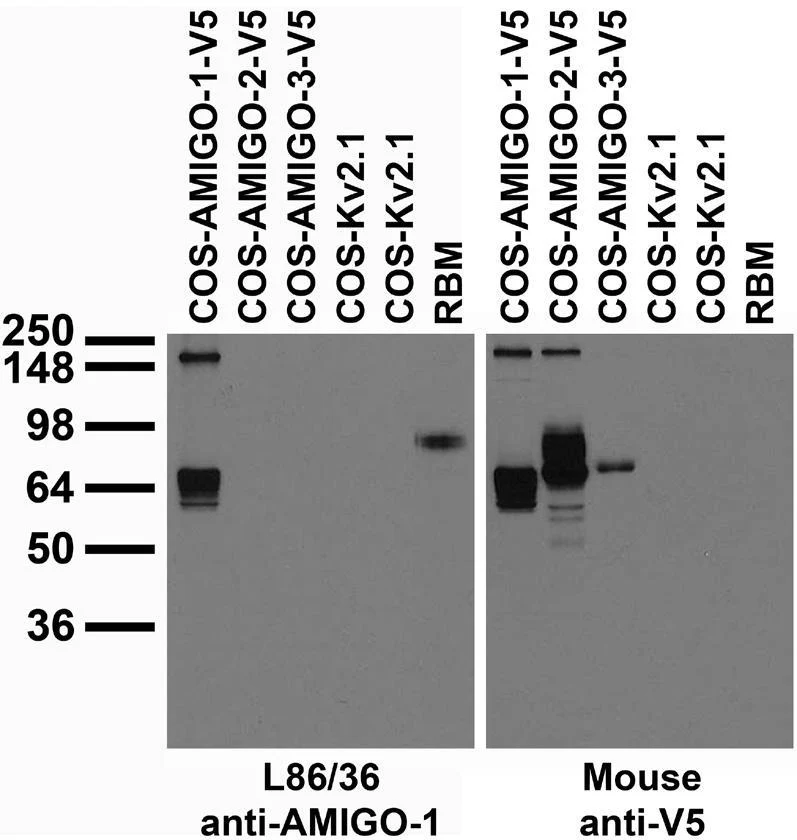 Anti-AMIGO-1 Antibody - Image 2