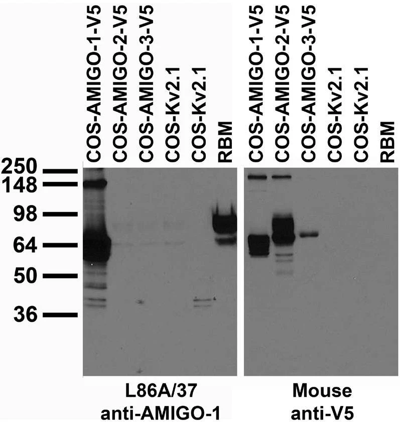 Anti-AMIGO-1 Antibody - Image 2