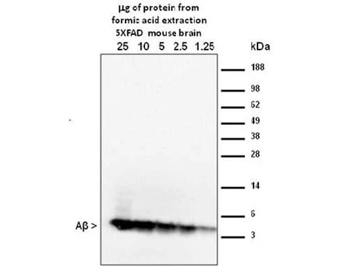Anti-Amyloid beta peptide (A-beta 40/42) Antibody