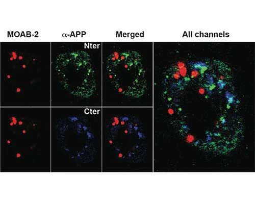 Anti-Amyloid beta peptide (A-beta 40/42) Antibody - Image 4