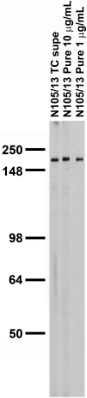 Anti-Ankyrin-B Antibody - Image 2