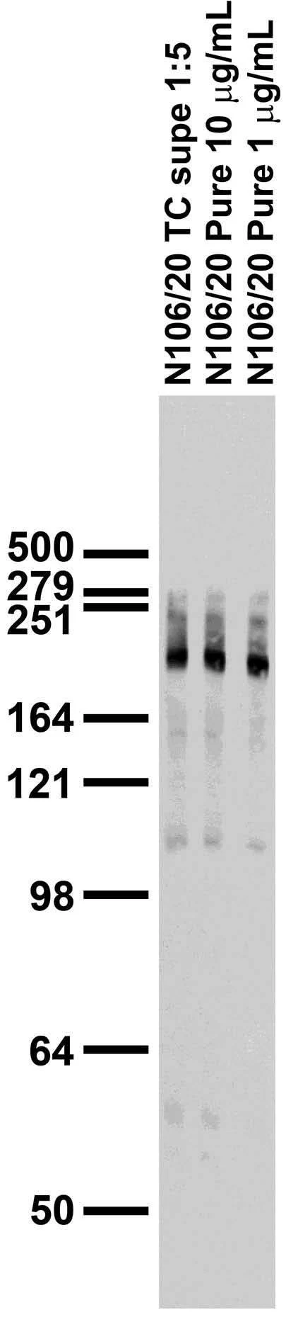 Anti-Ankyrin-G (Blotting) Antibody