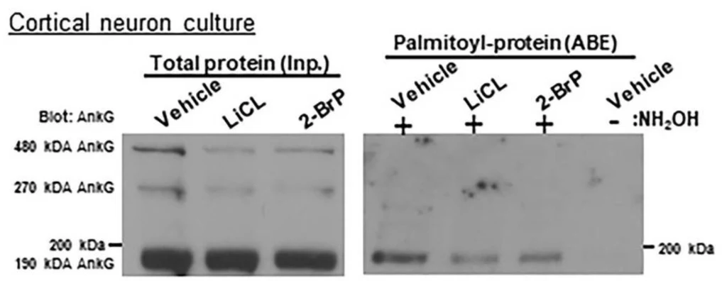Anti-Ankyrin-G (Blotting) Antibody - Image 2