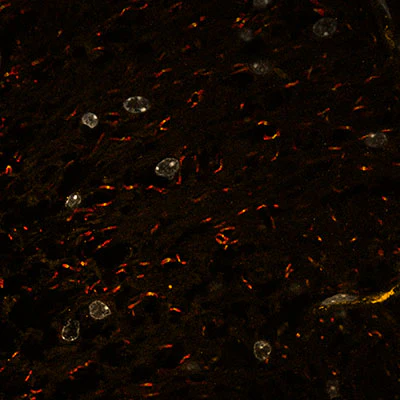 Anti-Ankyrin-G (Staining) Antibody - Image 15