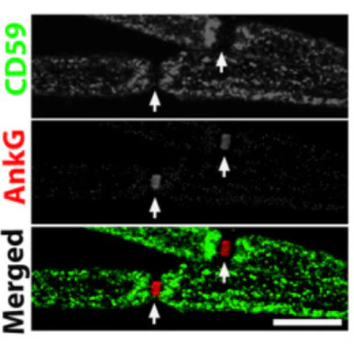 Anti-Ankyrin-G (Staining) Antibody - Image 17