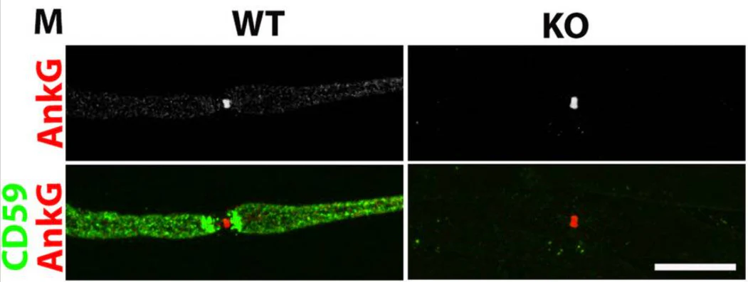 Anti-Ankyrin-G (Staining) Antibody - Image 18