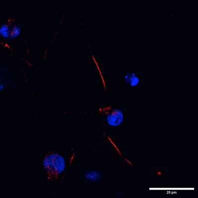 Anti-Ankyrin-G (Staining) Antibody - Image 20