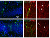 Anti-Ankyrin-G (Staining) Antibody - Image 7