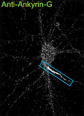Anti-Ankyrin-G (Staining) Antibody - Image 3