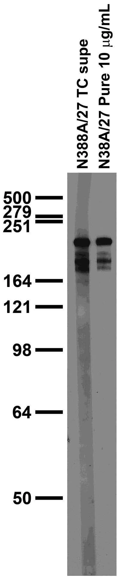 Anti-Ankyrin-R/G Antibody - Image 2
