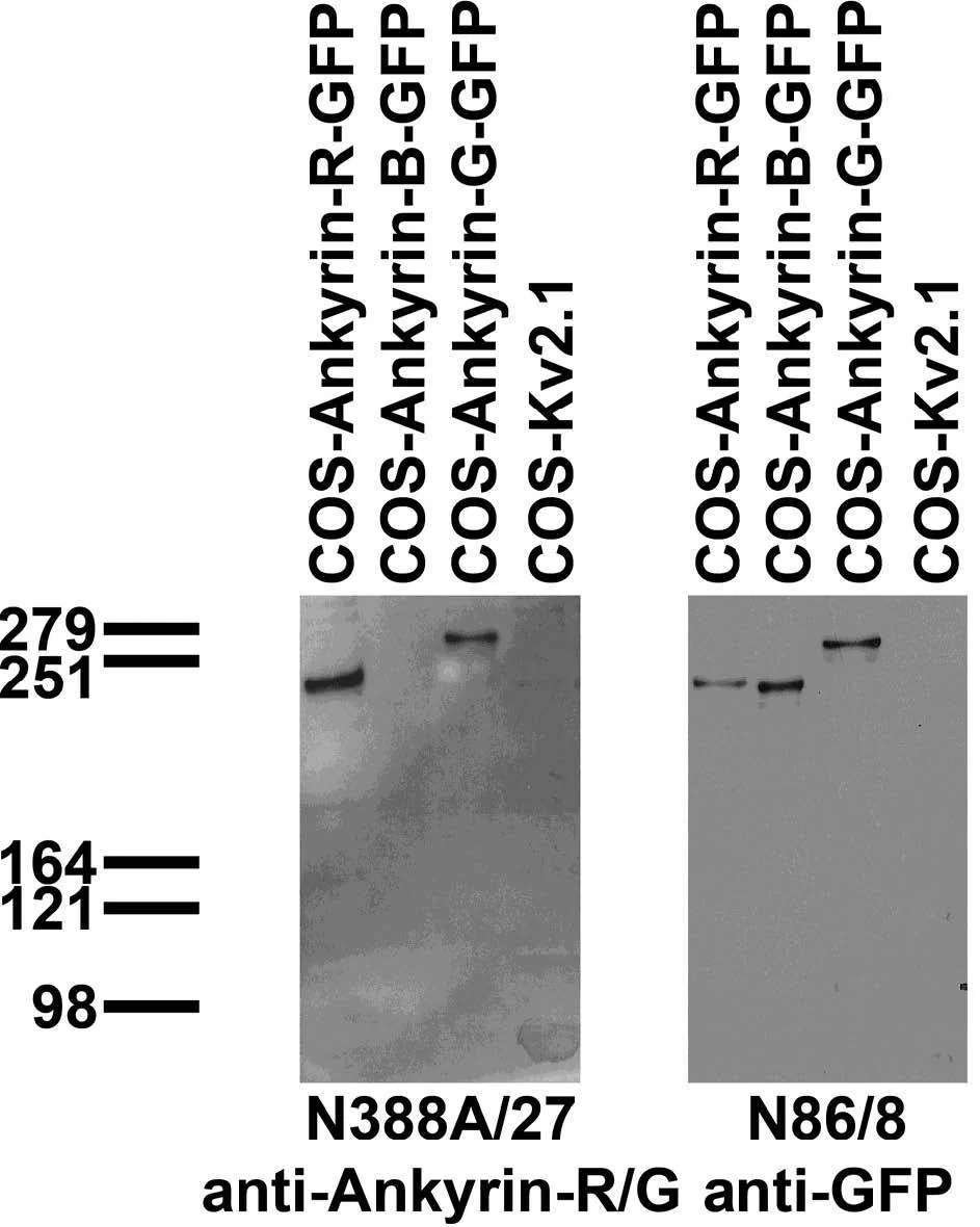 Anti-Ankyrin-R/G Antibody - Image 3