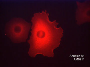 Anti-Annexin A1 Antibody - Image 2