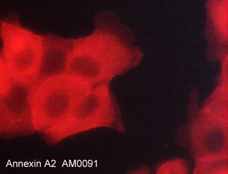 Anti-Annexin A2 Antibody - Image 2