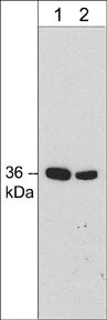 Anti-Annexin A2 (C-terminal region) Antibody