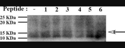 Anti-Antennapedia Homeodomain Antibody