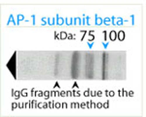 Anti-AP-1 complex subunit beta-1 Antibody