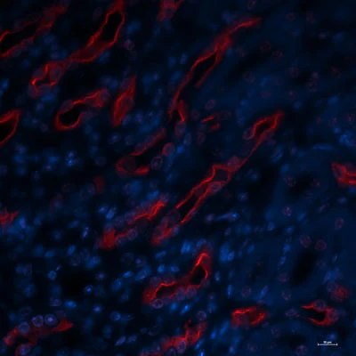 Anti-Aquaporin 2 (Ser269) Antibody
