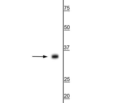 Anti-Aquaporin 4 Antibody