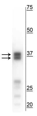 Anti-Arginase I (ARG1) Antibody - Image 2
