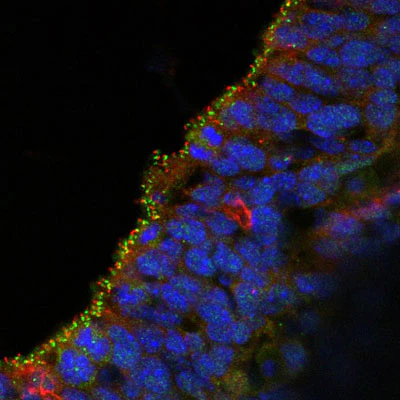 Anti-Arl13b Antibody