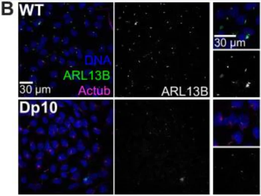 Anti-Arl13b Antibody - Image 10