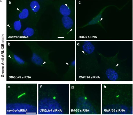 Anti-Arl13b Antibody - Image 11