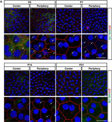 Anti-Arl13b Antibody - Image 12