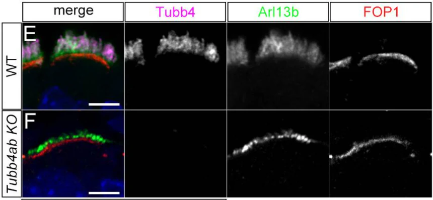 Anti-Arl13b Antibody - Image 15
