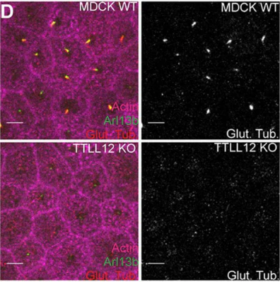 Anti-Arl13b Antibody - Image 16