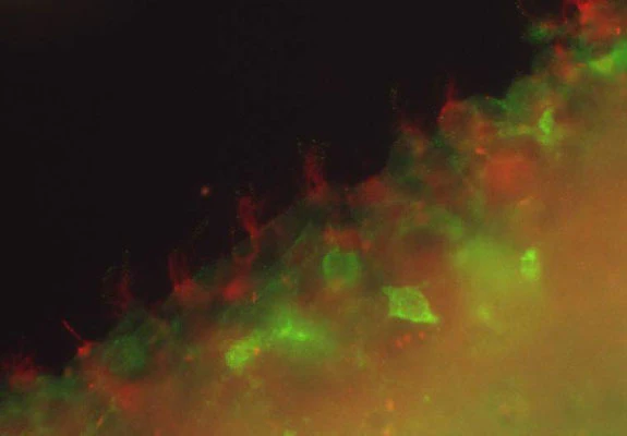 Anti-Arl13b Antibody - Image 2