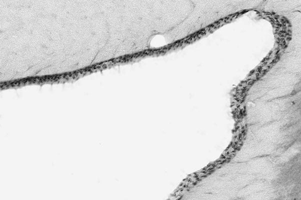 Anti-Arl13b Antibody - Image 3