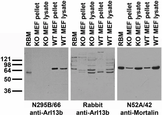 Anti-Arl13b Antibody - Image 4