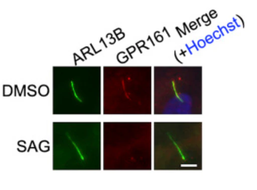 Anti-Arl13b Antibody - Image 5