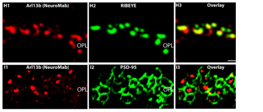 Anti-Arl13b Antibody - Image 6