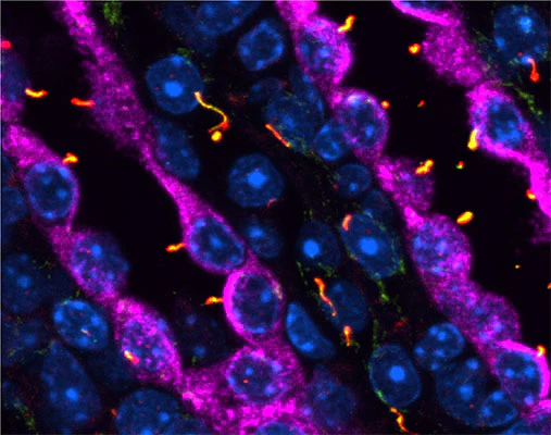 Anti-Arl13b Antibody - Image 7
