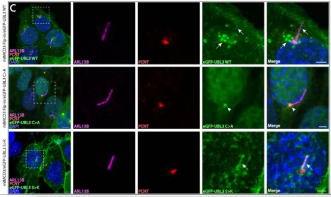 Anti-Arl13b Antibody - Image 8
