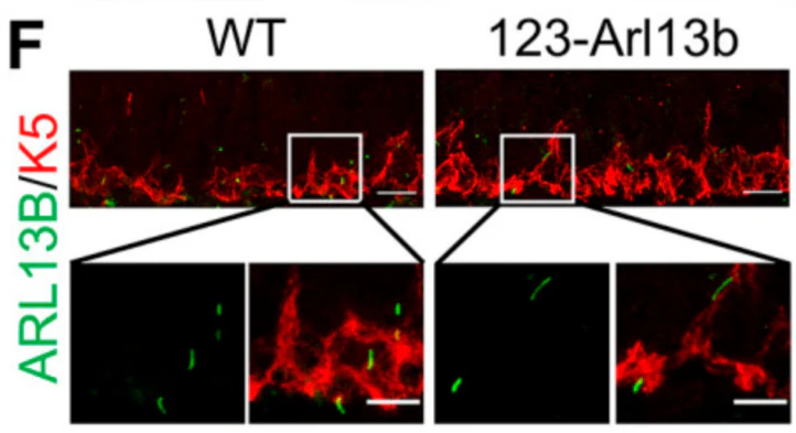 Anti-Arl13b Antibody - Image 9