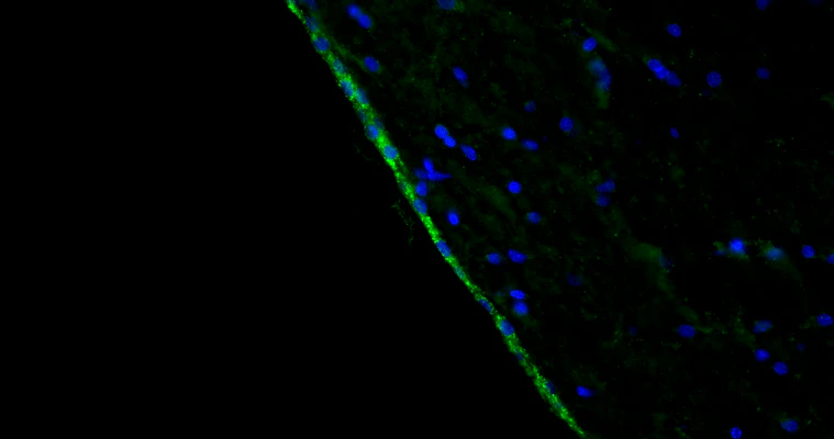 Anti-Arl13b Recombinant Chicken Chimeric mAb - Image 2