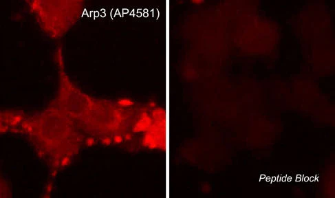 Anti-Arp3 (C-terminal region) Antibody - Image 2